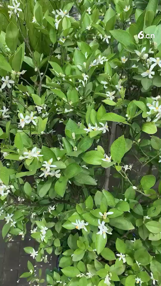 金橘🍊现在开花，暖胃