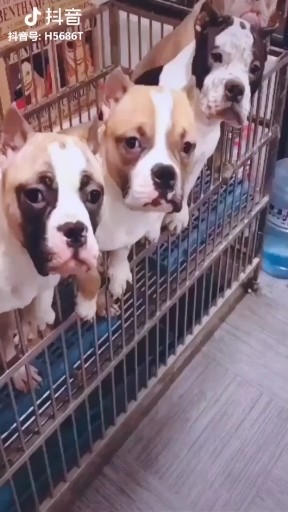 狗狗真逗
