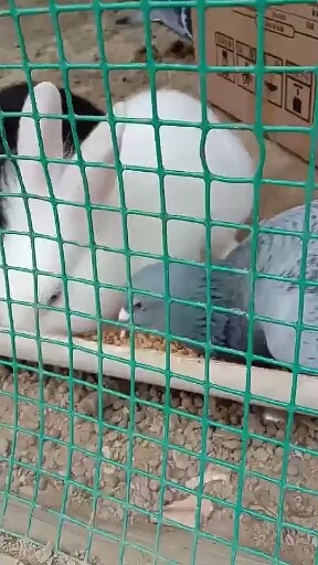 鸽伴兔