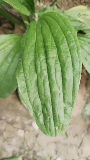 最原始自然的美。