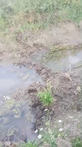 捉小龙虾。