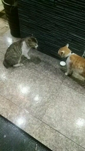 不知道它们在说啥