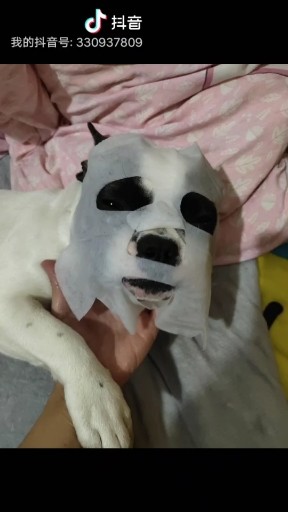 库存，狗狗做面膜，😂