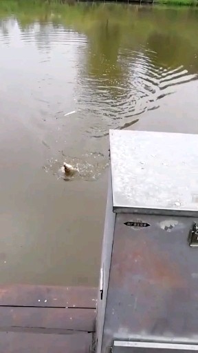 上鱼🐠了