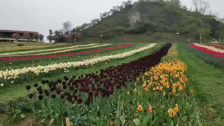 花的海洋