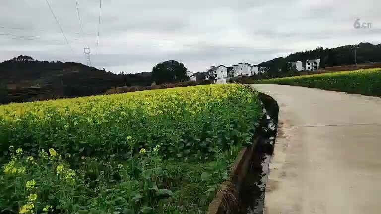 油菜花