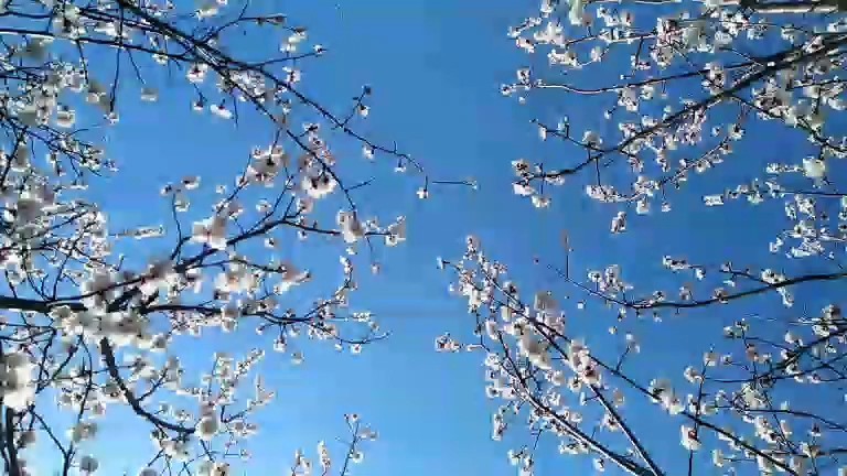 杏花仰拍