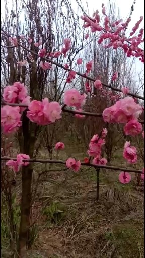 桃花盛开