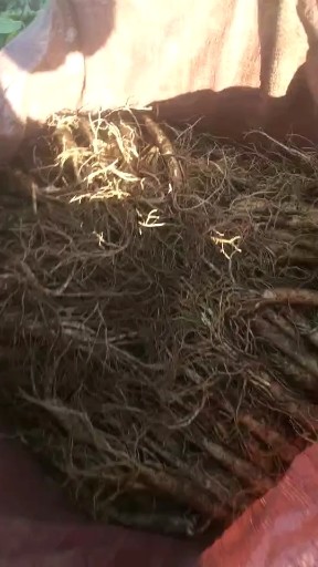 新鲜人参
