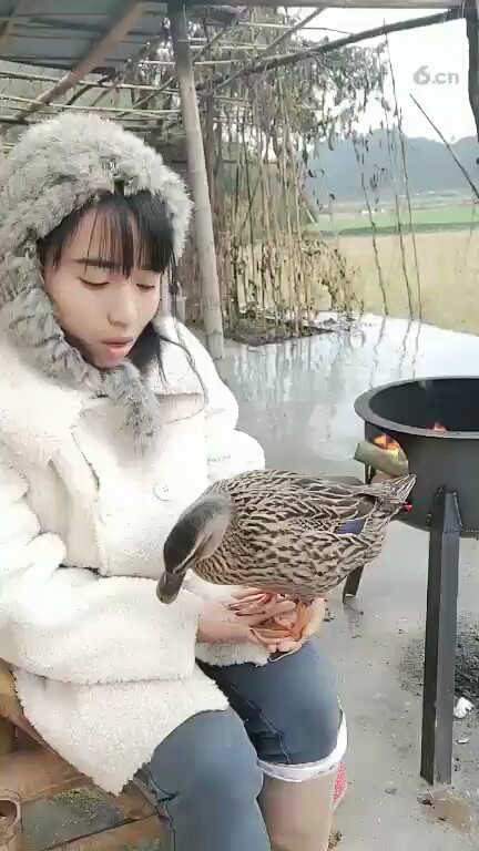 只会点头这鸭子😂