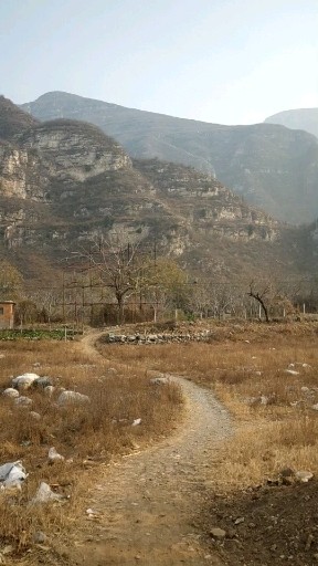 大山深处的摇钱树