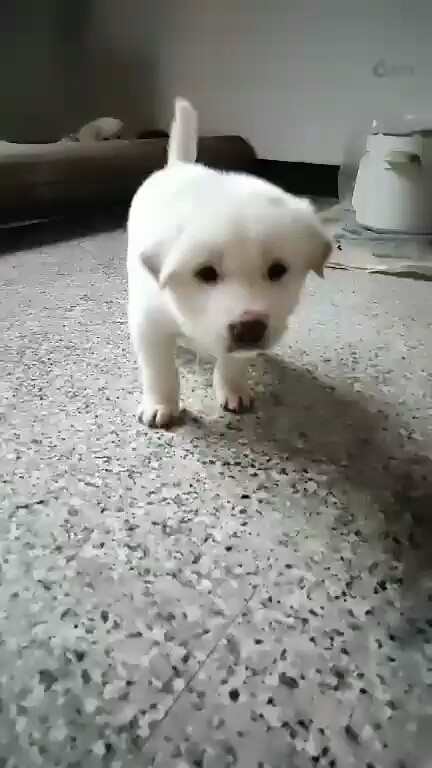 真可爱😂