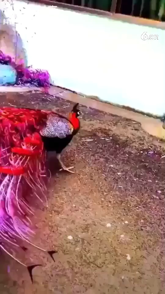 看孔雀开屏了