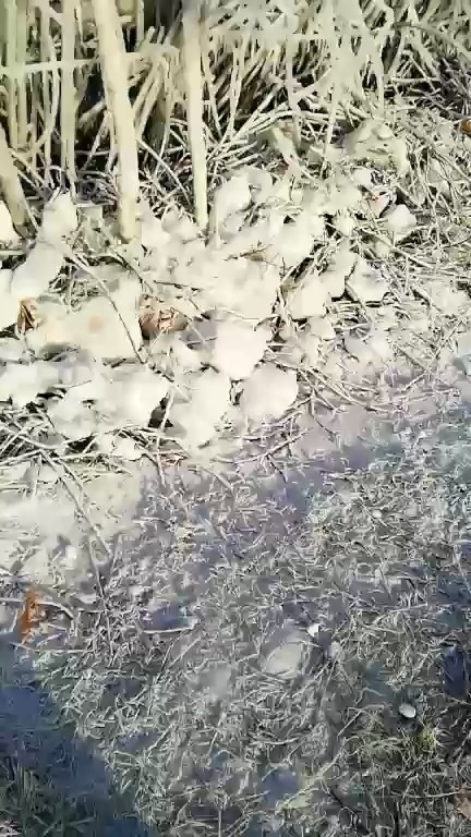 加格达旗冰凌(零下25度)