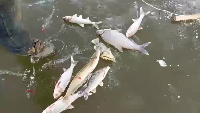 名鱼🐟