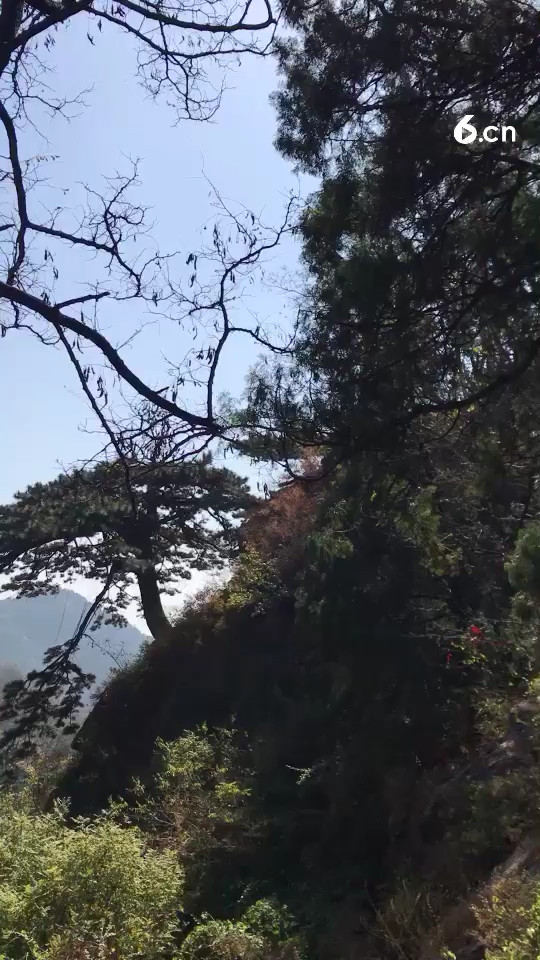 泰山风景