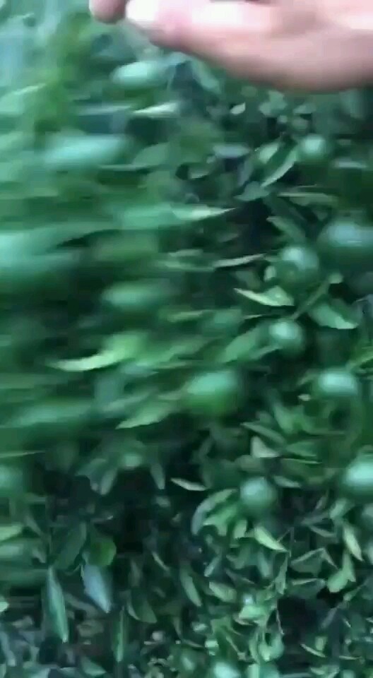 -南丰