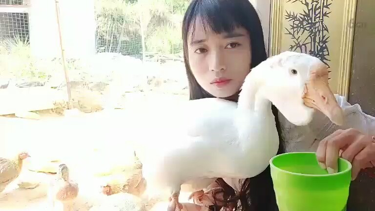 又抱着鸭子喂粮食😂