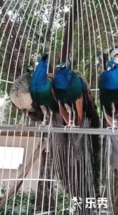 左边雌孔雀和三种性格的雄性