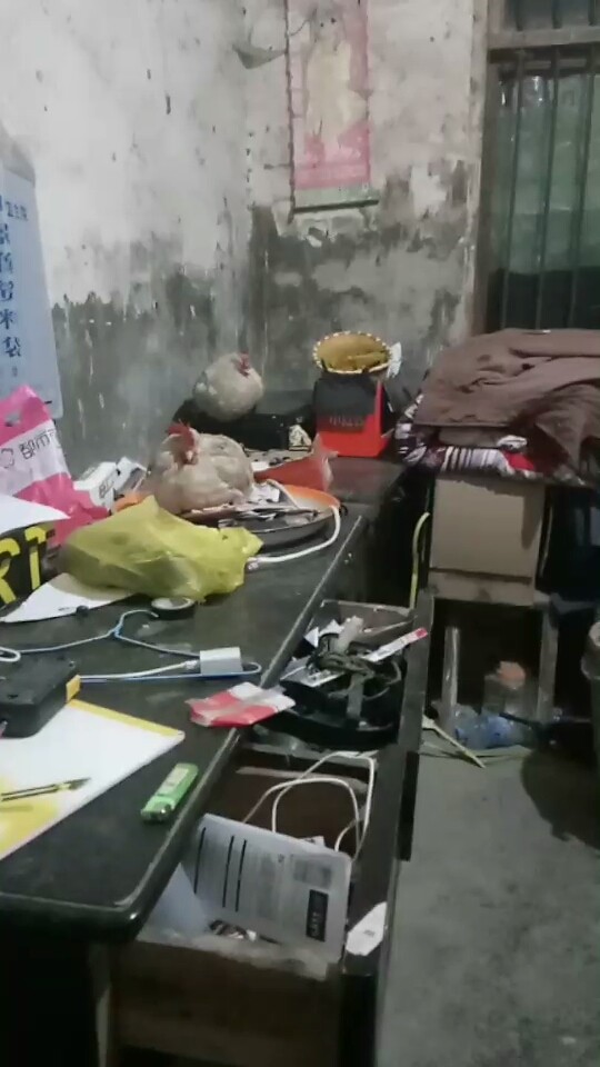 两只鸡的夜晚