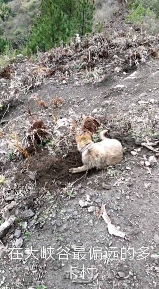 这