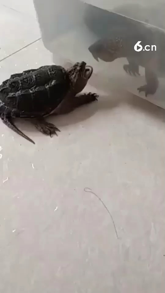 吓死胆小的