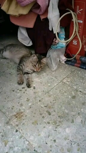 猫咪宝贝