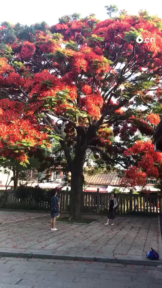 一树红花