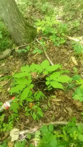 西洋参
