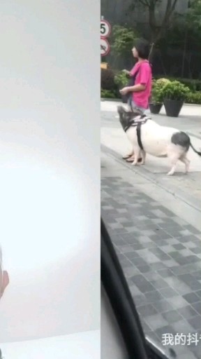 猪头