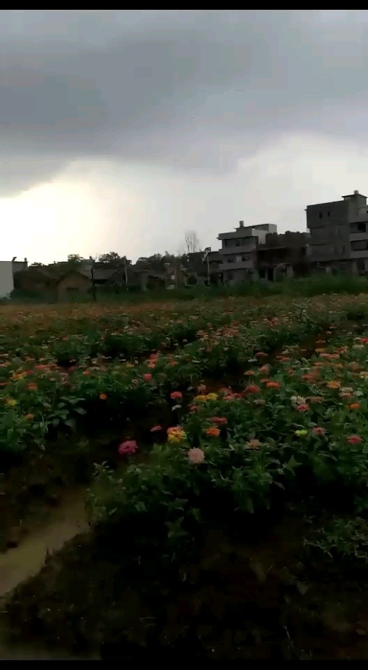 ☔️雨中漫步花海