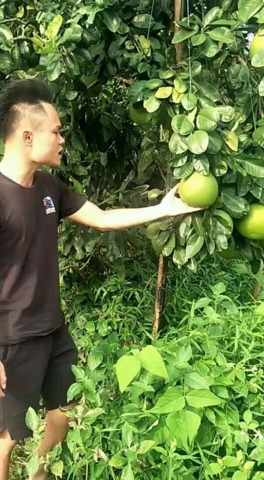 33