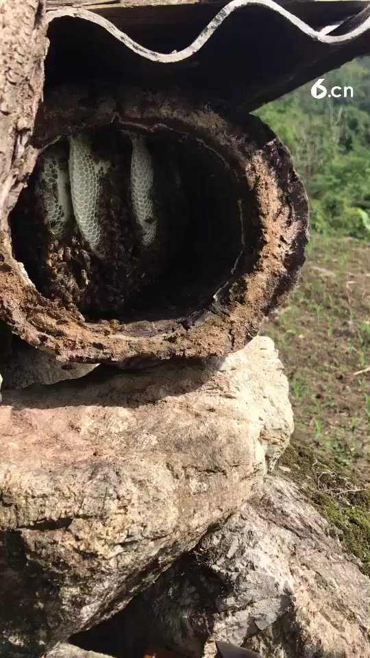 野生蜂蜜代购，假一赔十