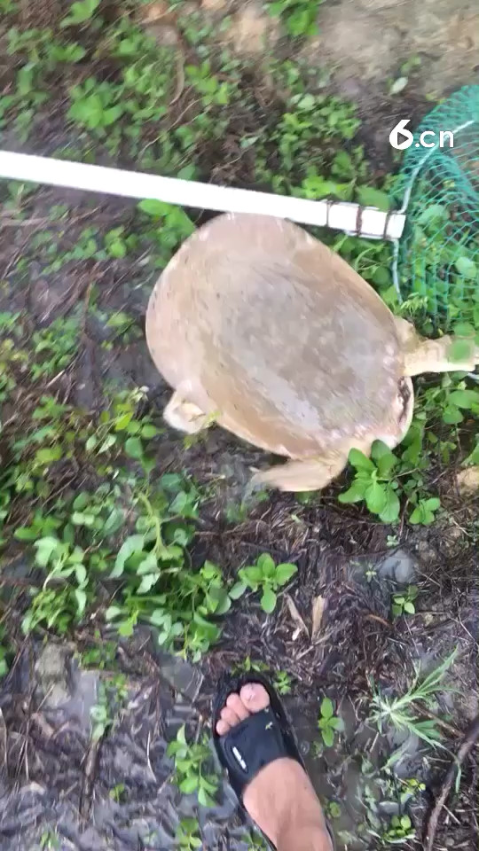 煮熟的鸭子飞了，网络不好直播不