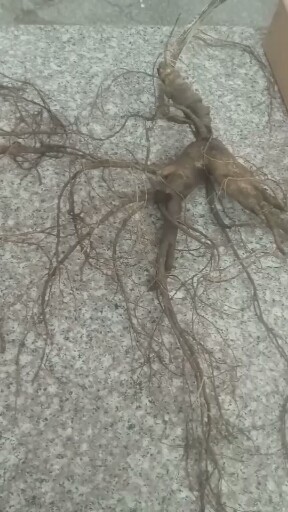 土豪哥哥来吧