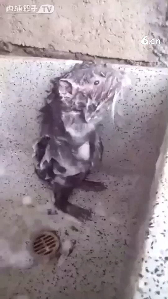 这老鼠成精了