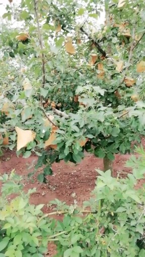 无公害套袋苹果🍎