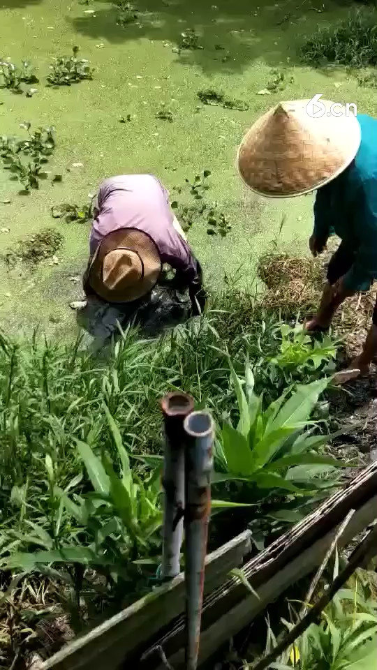 史前巨兽（1）