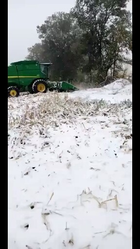 棉花还没有收完就下雪啦😰