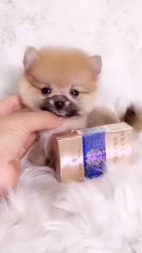 博美犬