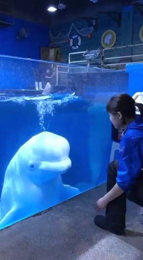 可爱的小海豚