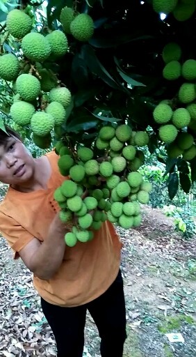 葡萄牌荔枝。