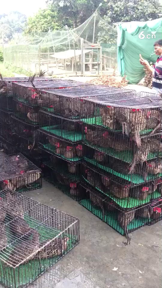 野鸡，须要联系我