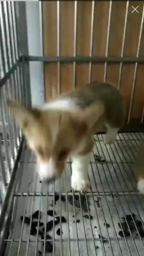 柯基犬