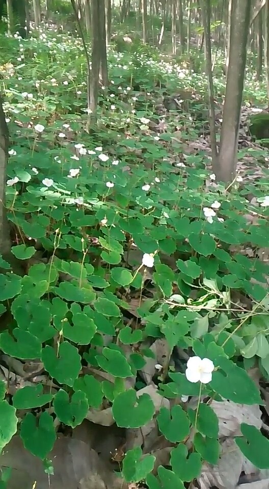 山上的野花