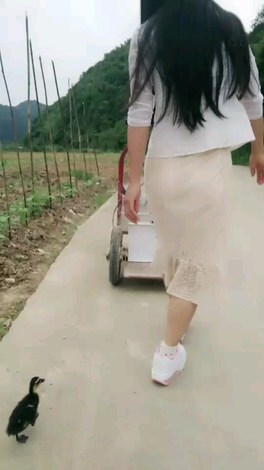 小鸭子上车