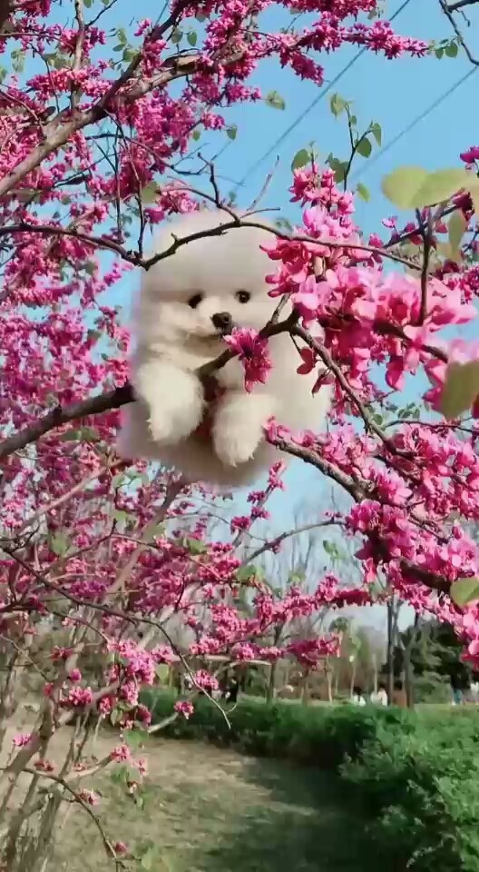 小可爱