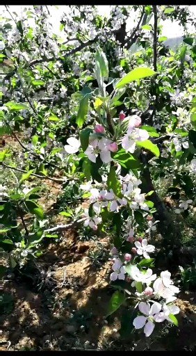 苹果花其实也很美，😊你说呢