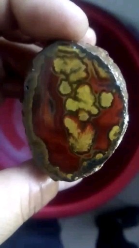 战国红金草