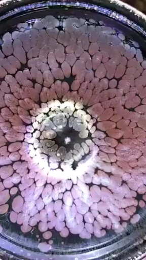 建盏～如花如画